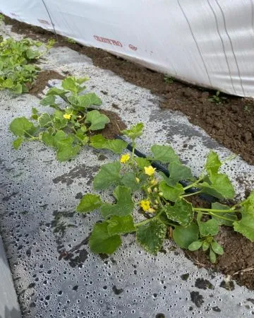 Paso 4: Cultivo del melón en campo