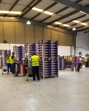 Paso 10: Envasado del melón Charentais