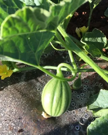 Paso 6: Frutos de melón Charentais en crecimiento