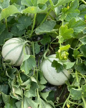 Paso 7: Melón Charentais listo para recolección