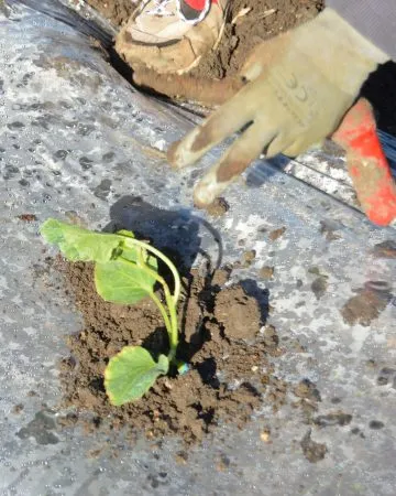 Paso 3: Siembra del melón Charentais